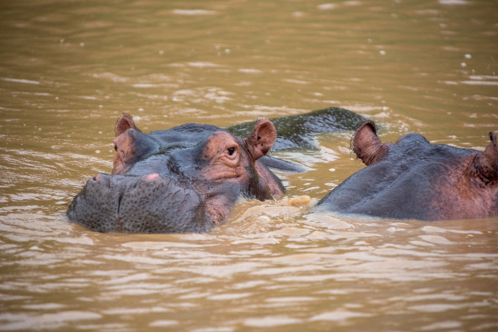 Hippos bask in the water in St Lucia, South Africa