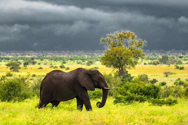 An African Elephant makes its way through the bush in the Kruger National Park, South Africa