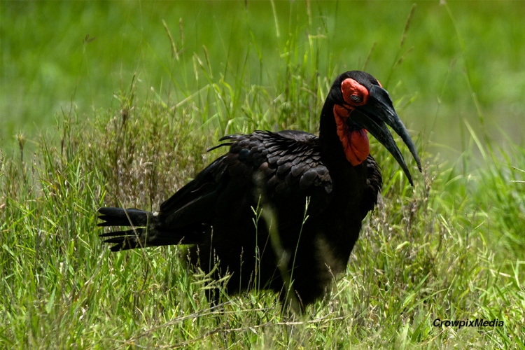 A Southern Ground Hornbill strides through the grasses of the Kruger National Park, South Africa.