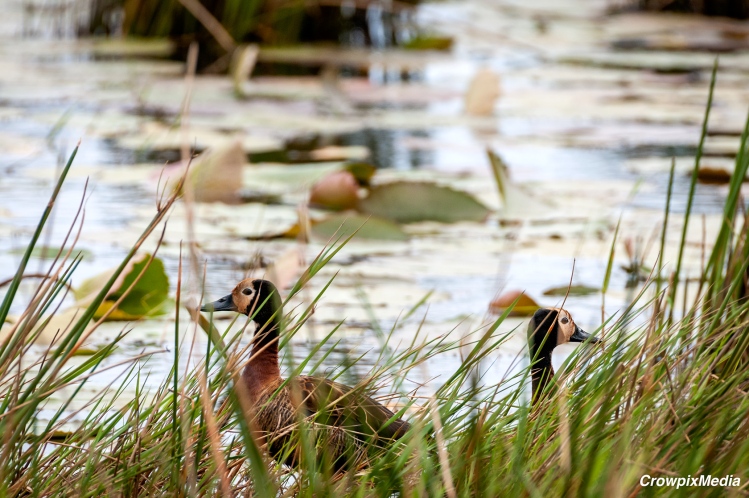African Black Duck in pond
