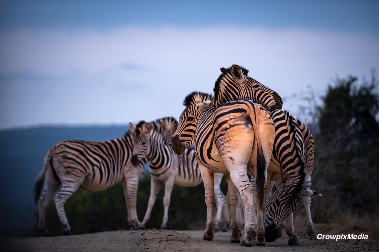 You must know how to observe your subject from a distance without spooking or scaring it away. Zebras