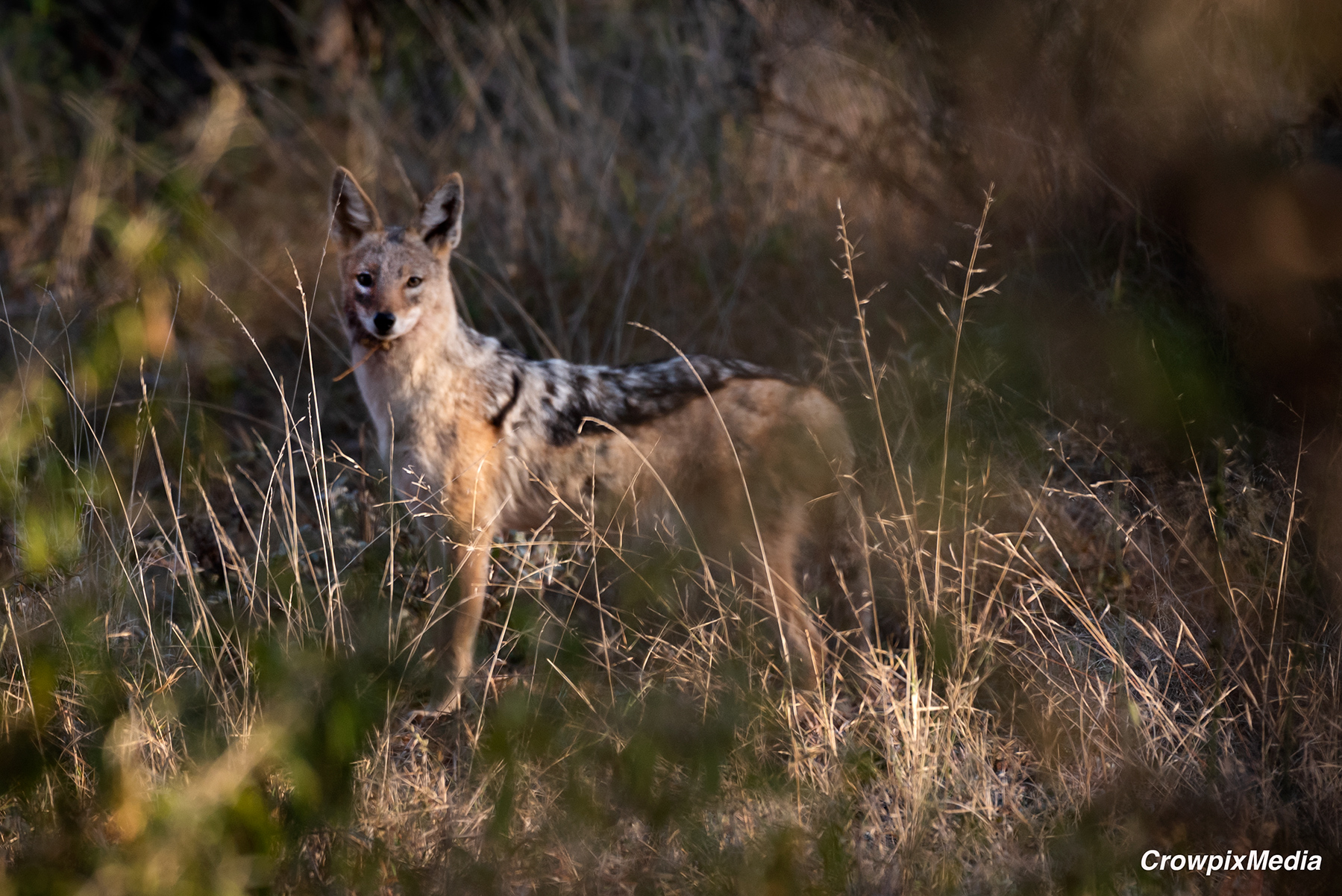 alt="wildlife photography Black-backed jackal"