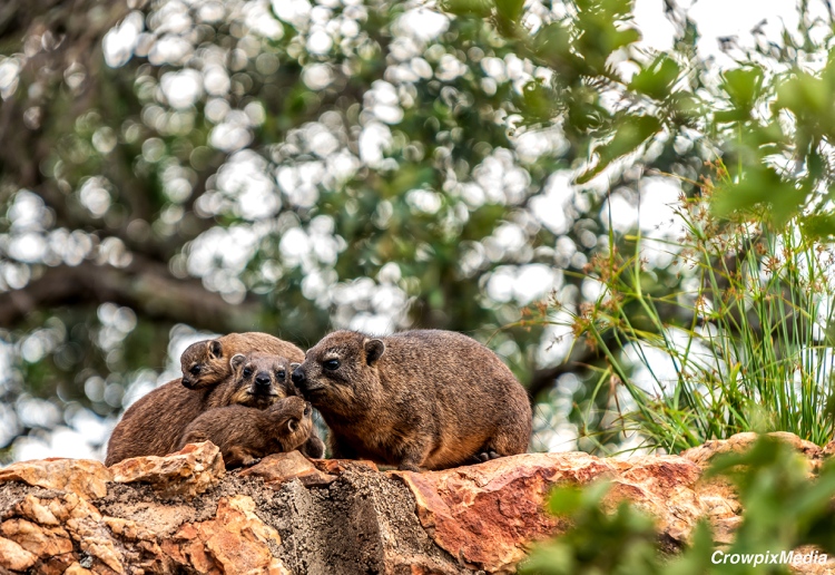 alt="The Journey shot: A family of Rock Hyrax a.k.a Dassies, gather on the rock facade across from my garden. My home is adjacent to the nature reserve and has an abundance of dassies families and larger groups that habituate in the vicinity."