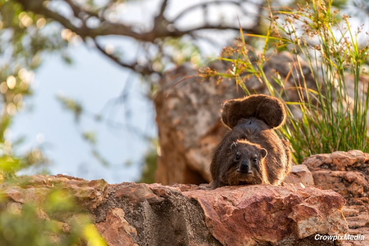 alt="
Intro shot: An infant Dassie finds safety and solace upon its mother's back. Simultaneously, the mother Dassie spotted me pointing a camera towards it and cautiously anticipated my movements."