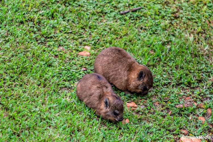 alt="The Penultimate: After a day of fun in the sun, it is time to fill the belly with some luscious green grass. My lawn and the surrounding plants take a beating from the mob of hungry Dassie mouths."