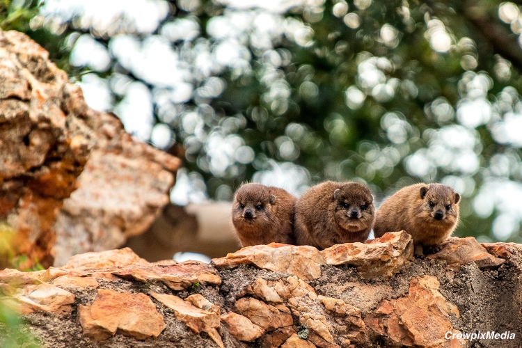 alt="The Middle: Three young dassies watch me curiously and cautiously from above."