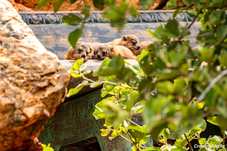 alt="The Follow-through: The more the merrier. Sibling baby Dassies huddle on a bench in my back garden."